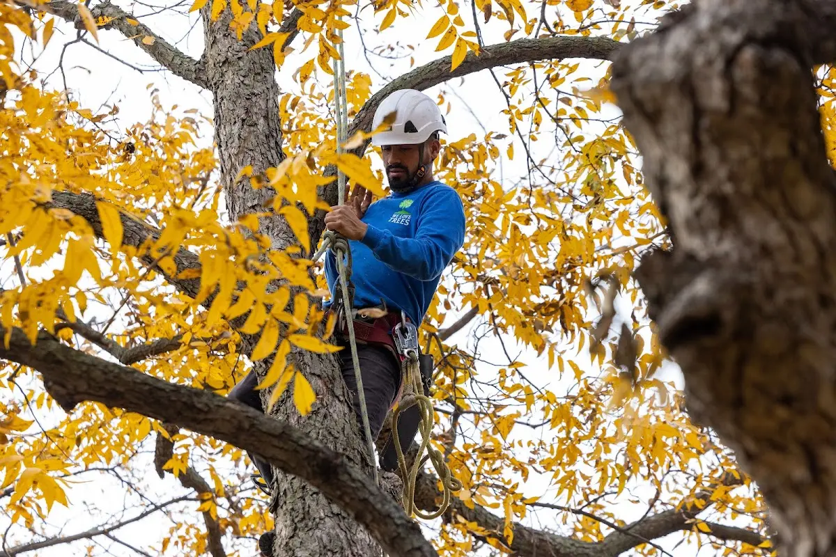 Skilled Tree Transplanting crew working in Greenfield